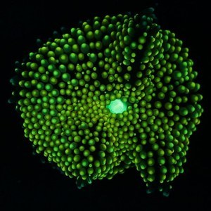 Coral: Rekindling Venus